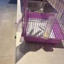 bird cage Image 3