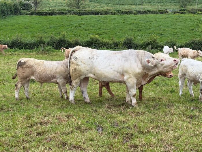 Bull