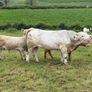 Bull Image 8