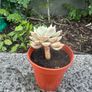 plant Image 2