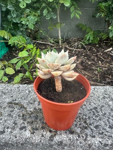 plant