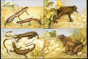 1995 Ireland Fauna &amp; Flora: Reptiles and Amphibians Se-tenant Stamps Maximum Cards First Day of Issue Cancel with matching stamp.