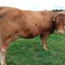 In calf Limousin heifers Image 9