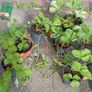 strawberry plants different sizes Image 4