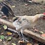 Free Lemon pencil roosters Image 5