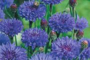 02 (C) Cornflower Double Ball Blue seeds 1g (415113)