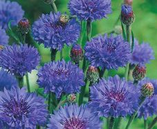 02 (C) Cornflower Double Ball Blue seeds 1g (415113)