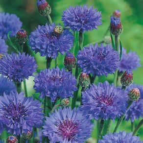 02 (C) Cornflower Double Ball Blue seeds 1g (415113)