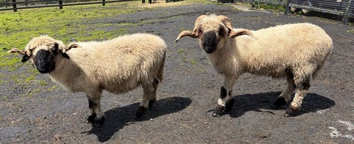 Pedigree Blacknose ewe due to lamb end August 2026