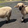 Pedigree Blacknose ewe due to lamb end August 2026 Image 5