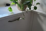 Scindapsus Trebie planter