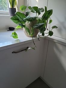 Scindapsus Trebie planter