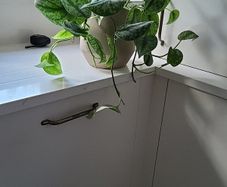 Scindapsus Trebie planter