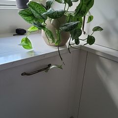 Scindapsus Trebie planter