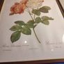FRAMED PRINT STILL LIFE OF Bombay Co Collection "Rosa Damascena" By Pierre Redoute 1759-1840 Framed. Image 5