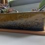 Indoor succulents with ceramic pot Image 5
