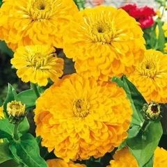 (Z) Zinnia Dahlia Flowered Golden State seeds 1g (604531)