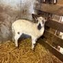 Lambs Image 3