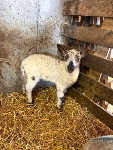 Lambs