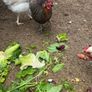 laying hens Image 3