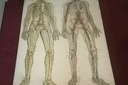 Antique Adam Rouilly Medical Chart