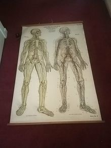 Antique Adam Rouilly Medical Chart