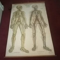 Antique Adam Rouilly Medical Chart