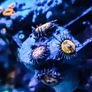 Sakura Sunrise Zoa Image 3
