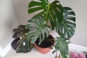 Large monstera Deliciosa house plant in sealed plastic pot