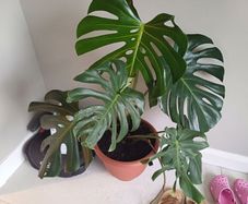 Large monstera Deliciosa house plant in sealed plastic pot