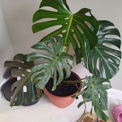 Large monstera Deliciosa house plant in sealed plastic pot