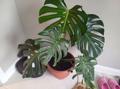 Large monstera Deliciosa house plant in sealed plastic pot