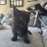 2 male kittens Image 2