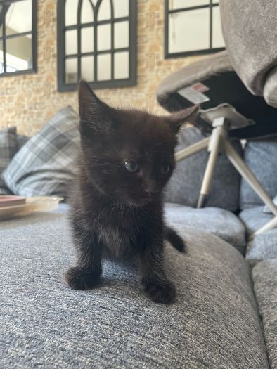 2 male kittens