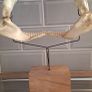 Shark Jaw on Stand Image 2