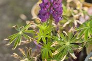 Lupin flowers