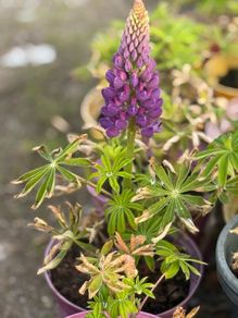 Lupin flowers