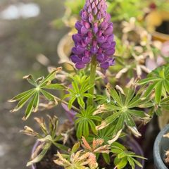 Lupin flowers