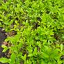 Privet Hedging One Euro Image 3