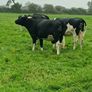 British friesian incalf heifers for sale Image 8