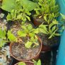 plants Image 9