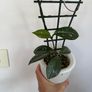 Houseplant Hoya Carnosa Super Splash Image 2