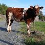 Heifer Image 4