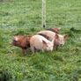 Free Range Pork and Bacon Image 6