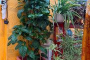 indoor plants