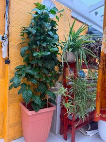 indoor plants