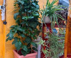 indoor plants