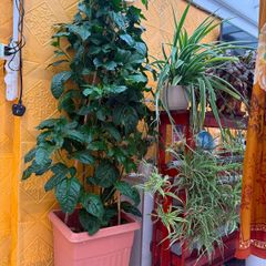 indoor plants