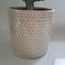 Euphorbia Trigona planter Image 5