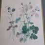 Framed Vintage Print of Beautiful Lithograph  Columbine Flowers  Artist Hage Image 2